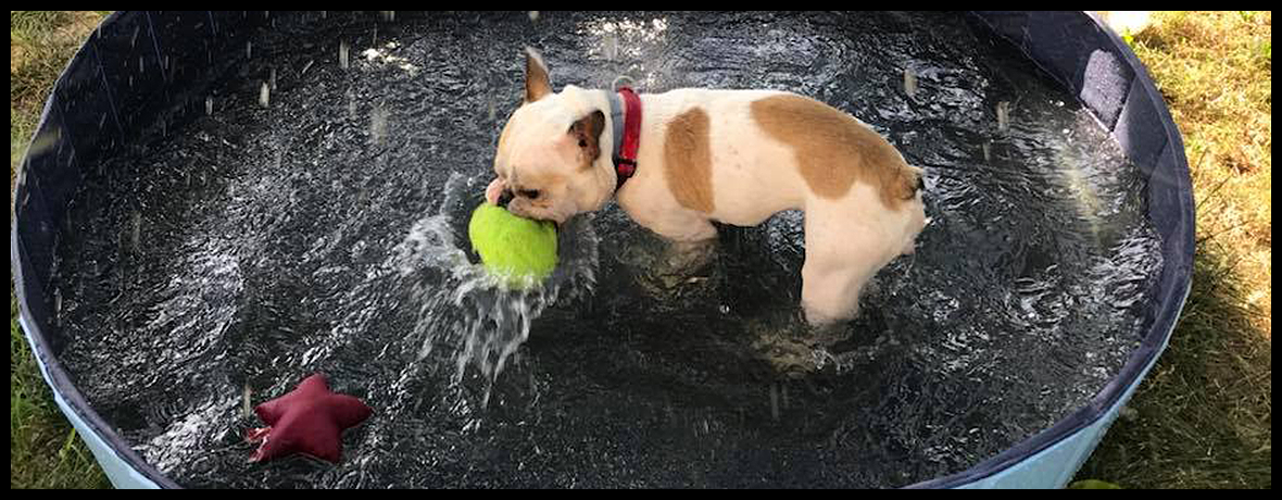 Auténticas vacaciones caninas