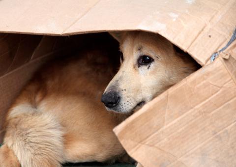 .:: El abandono animal nos afecta a TODXS de forma directa e indirecta ::.
