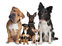 .:: «Quiero un perro / otro perro: Qué debo tener en cuenta?» ::.